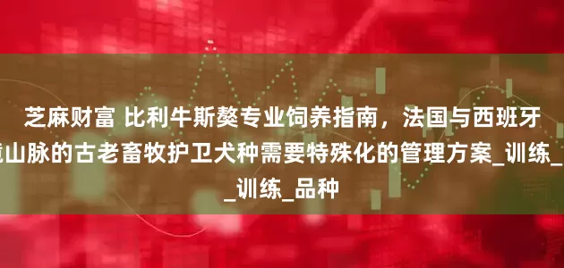 芝麻财富 比利牛斯獒专业饲养指南，法国与西班牙边境山脉的古老畜牧护卫犬种需要特殊化的管理方案_训练_品种